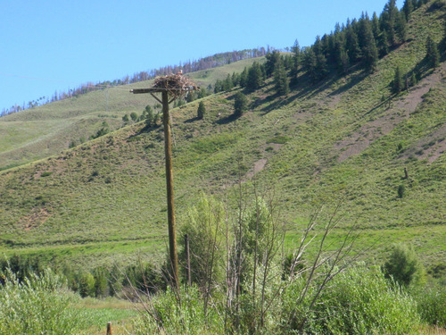 Osprey, Nest #1.